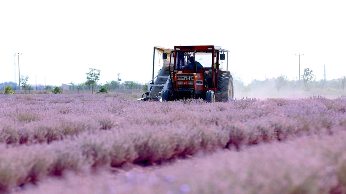 Patak Tekstil Joyfully Celebrates Sustainable Lavender Harvest Season