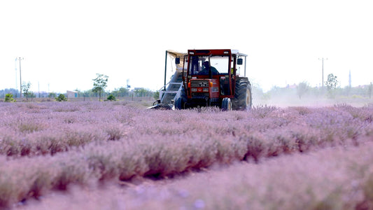 Patak Tekstil Joyfully Celebrates Sustainable Lavender Harvest Season